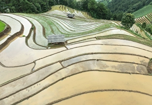 Rice Field Prints: Aerial view of the rice terraces at Mu Cang Chai, Vietnam