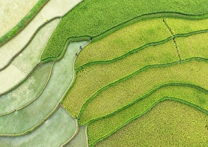 Crops Prints: Aerial view of rice terraces, Tu Le, Yen Bai Province, Vietnam