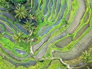 Tropical Climate Prints: Aerial view of rolling green paddy terraces, Bali, Indonesia