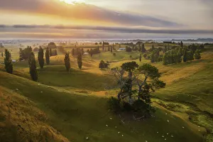 Aerial view of the rolling hills near Matamata at sunrise