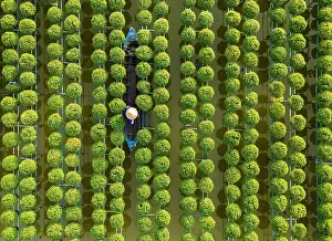 Rows Prints: Aerial view of rows of chrysamthemums at Sa Dec flower village