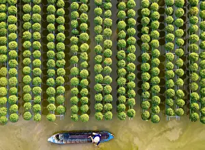 Rows Prints: Aerial view of rows of chrysanthemums at Sa Dec flower village