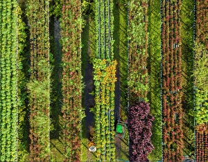 Rows Prints: Aerial view of rows of plants at Sa Dec flower village
