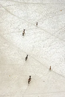Kalahari Prints: Aerial view of Salt Pans and Wildebeest, Makgadikgadi Salt Pans, Botswana