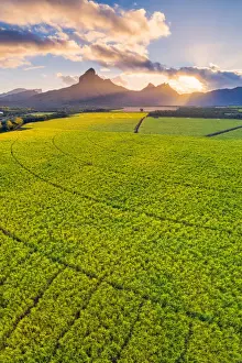 Black River Prints: Aerial view of sugarcanes plantations with Rempart mountain and Trois mamelles mountain