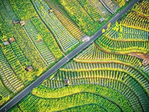 Terraced Field Prints: Aerial view of terraced fields at feet of Mount Sumbing