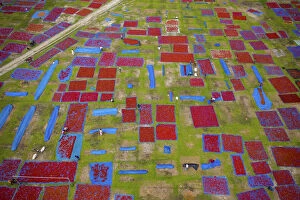 Worker Gallery: Aerial view of thousands of chilis are laid out to dry creating a patchwork effect