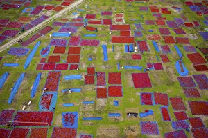 Harvest Prints: Aerial view of thousands of chilis are laid out to dry creating a patchwork effect