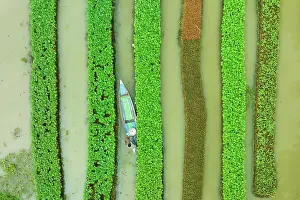 Harvest Prints: Aerial view of traditional floating vegetables garden along the creek in a plantation field in Nazipur