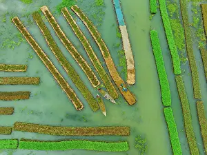 Aerial view of traditional floating vegetables garden along the creek in a plantation field in Nazipur, Barisal, Bangladesh