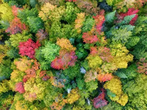 Dixville Notch Prints: Aerial view of trees in autumn, Dixville Notch, New Hampshire, USA