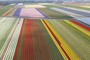 An aerial view of tulip fields near Lisse, North Holland, Netherlands