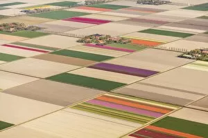 Images Dated 4th May 2016: Aerial view of the tulip fields in North Holland, The Netherlands