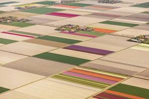 Aerial view of the tulip fields in North Holland, The Netherlands