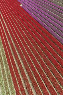 Industry Gallery: Aerial view of the tulip fields in North Holland, The Netherlands