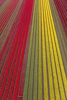 Images Dated 3rd May 2016: Aerial view of the tulip fields in North Holland, The Netherlands