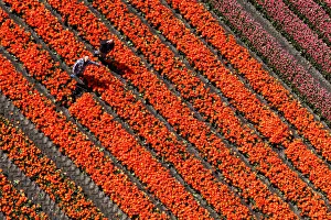 Images Dated 26th September 2017: Aerial view of the tulip fields in North Holland, The Netherlands