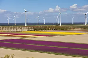 Images Dated 26th September 2017: Aerial view of the tulip fields in North Holland, The Netherlands