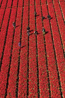 Images Dated 26th September 2017: Aerial view of the tulip fields in North Holland, The Netherlands