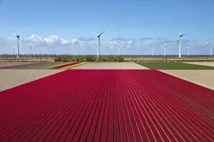Images Dated 26th September 2017: Aerial view of the tulip fields in North Holland, The Netherlands