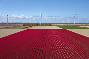 Images Dated 26th September 2017: Aerial view of the tulip fields in North Holland, The Netherlands