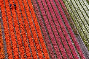 Images Dated 26th September 2017: Aerial view of the tulip fields in North Holland, The Netherlands