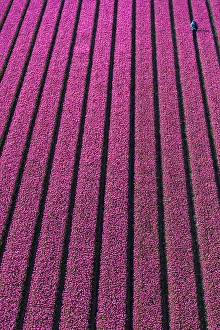 Images Dated 26th September 2017: Aerial view of the tulip fields in North Holland, The Netherlands