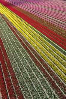 Images Dated 26th September 2017: Aerial view of the tulip fields in North Holland, The Netherlands