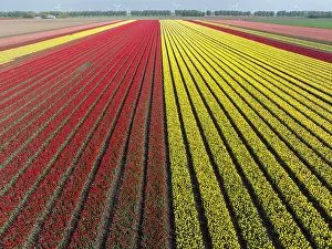 Tulip Prints: An aerial view of tulip fields, North Holland, Netherlands