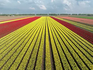 Tulip Prints: An aerial view of tulip fields, North Holland, Netherlands