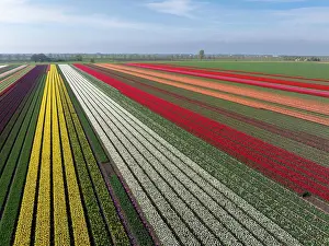 Tulip Prints: An aerial view of tulip fields, North Holland, Netherlands