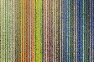 Plants Prints: Aerial view of tulips stripes of various colors in spring