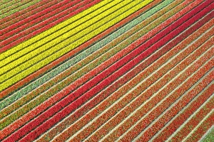 Plants Prints: Aerial view of tulips stripes of various colors in spring