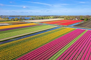 Multicoloured Prints: Aerial view of tulips stripes of various colors in spring