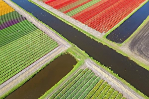 Multicoloured Prints: Aerial view of tulips stripes of various colors in spring