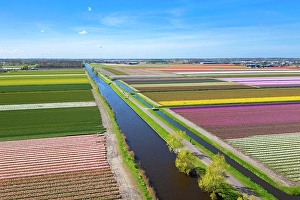 Multicolor Prints: Aerial view of tulips stripes of various colors in spring