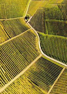 Texture Collection: Aerial view of vineyard textures in autumn. Barolo wine region, Langhe, Piedmont, Italy