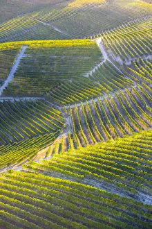 Aerial view of vineyards of Langhe from hot air baloon, Cuneo Province, Piedmont, Italy Aerial view of vineyards of Langhe from hot air baloon, Cuneo Province, Piedmont, Italy