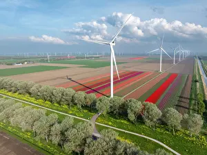 Turbines Prints: An aerial view of wind turbines & tulip fields, North Holland, Netherlands