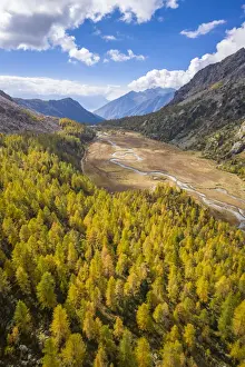 Val Masino Prints: Aerial view of the winding Duino river and the larches in autumn in Preda Rossa valley