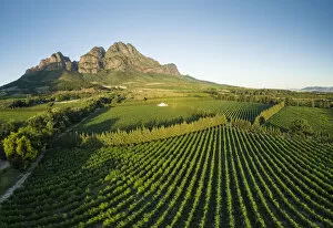 Images Dated 20th May 2022: Aerial view of wine vineyards near Franschhoek, Western Cape, South Africa