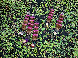 Straight Down Prints: Aerial view of women carrying lily plants through Mekong River covered with lotus
