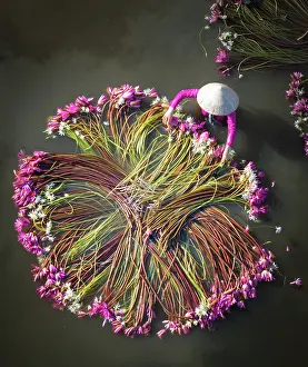 Straight Down Prints: Aerial view of women harvesting water lilies, Long An, South Vietnam, Asia