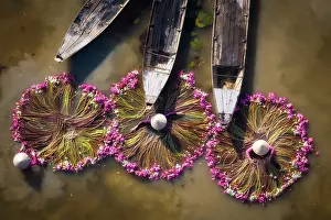 Straight Down Prints: Aerial view of women harvesting water lilies, Long An, South Vietnam, Asia