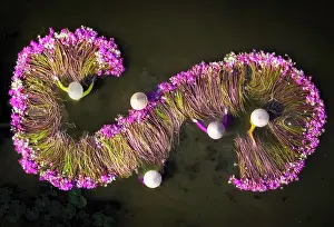 Straight Down Prints: Aerial view of women harvesting water lilies, Long An, South Vietnam, Asia