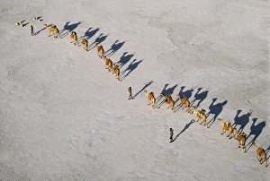 Images Dated 5th February 2009: An Afar camel caravan crosses the salt flats of Lake Assal