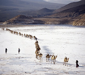 Afar Gallery: An Afar camel caravan crosses the salt flats of Lake Assal