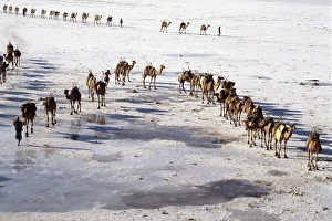 An Afar camel caravan crosses the salt flats of Lake Assal