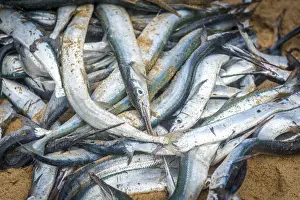 Africa, Benin, Grand Popo. Fresh fish at the market on the beach