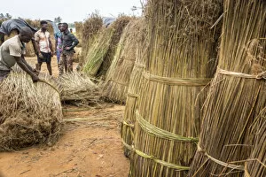 Africa, Benin, Grand Popo. Men selling reed grass for making sleeping mats
